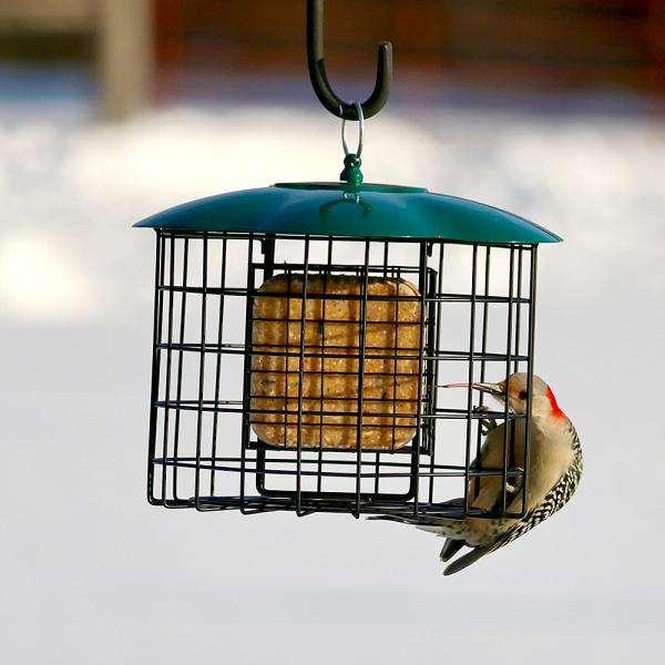 Squirrel Defeater Double-Suet Cage Feeder