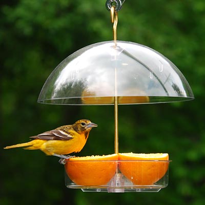 Droll Yankees Seed Saver Domed Platform Bird Feeder