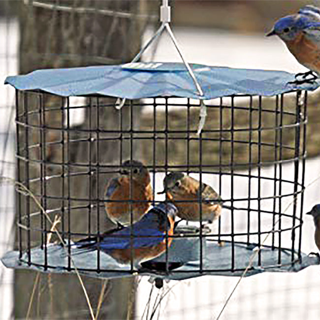 Erva Caged Bluebird Feeder, Blue