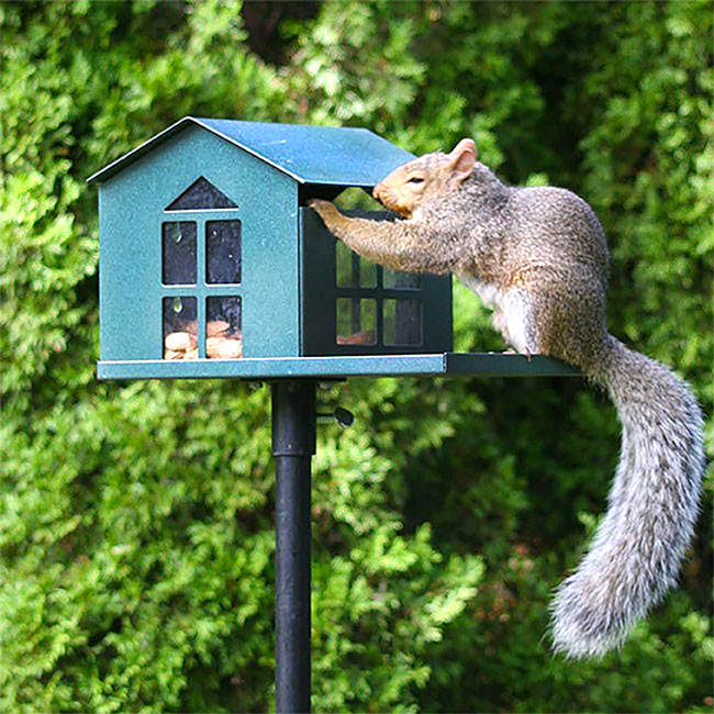 Erva Food Pantry Squirrel Feeder, Green