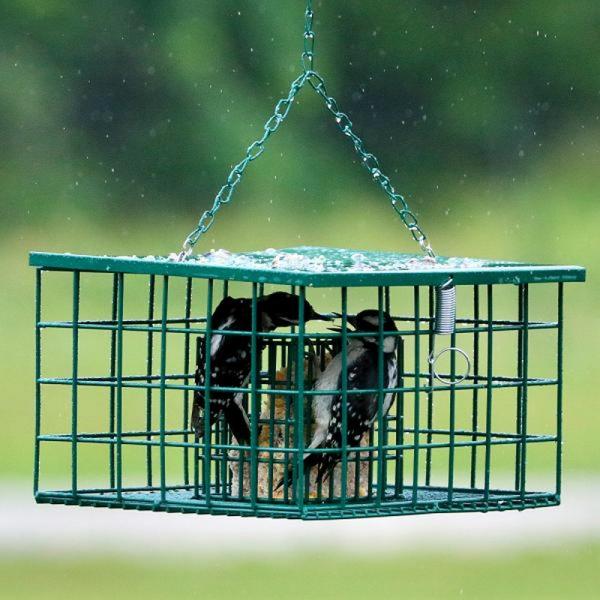 Squirrel Resistant Suet Palace