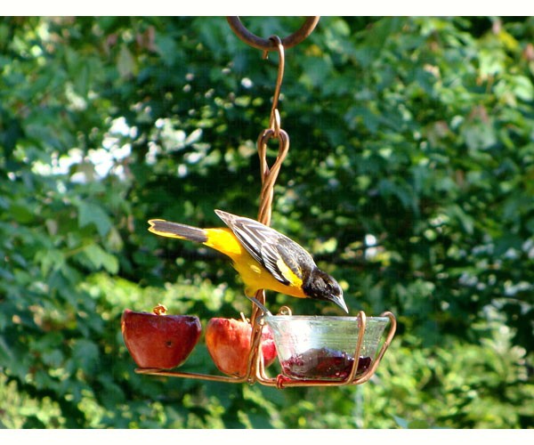 Songbird Essentials Fruit and Jelly Feeder