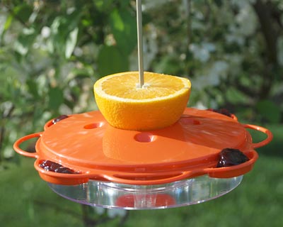 Woodlink Plastic Saucer Oriole Feeder, 14 oz.